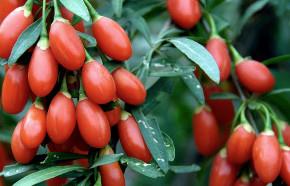 Goji jagode