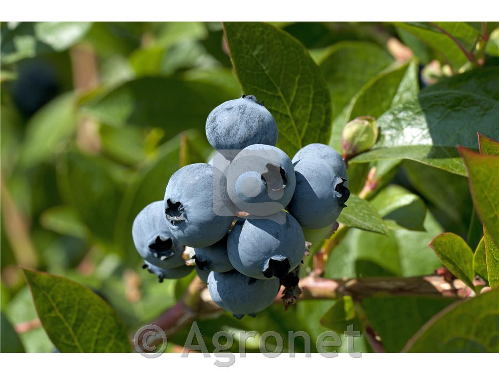 Ameriška borovnica Bluecrop