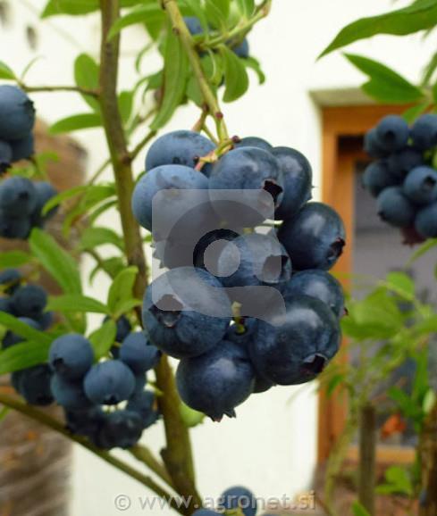 Ameriška borovnica Lateblue