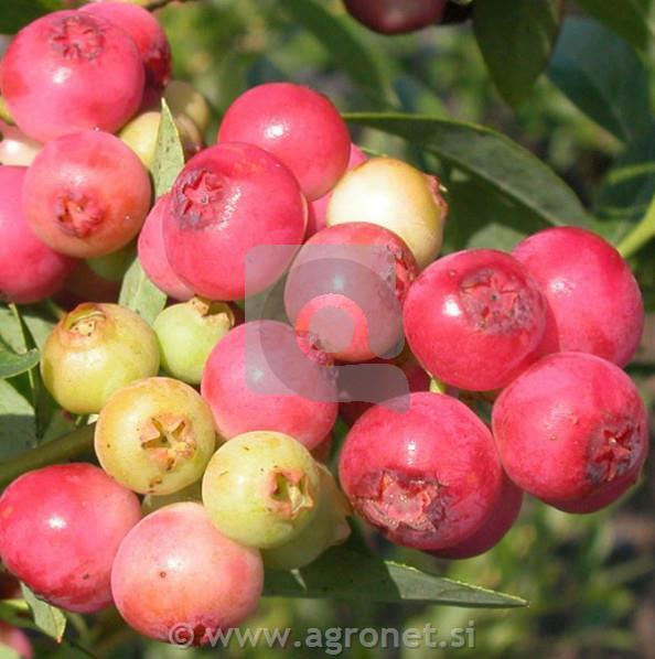 Ameriška borovnica Pink Lemonade