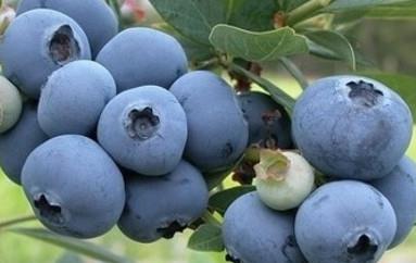 Ameriška borovnica Aurora