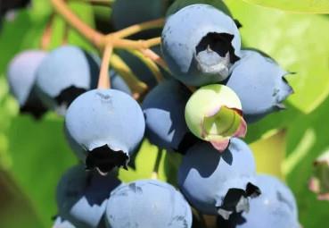Ameriška borovnica Bluecrop -4letna