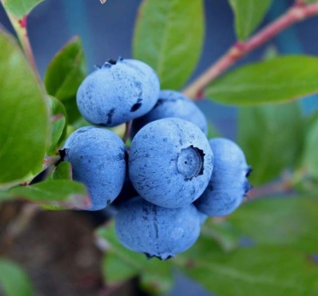 Ameriška borovnica Brigitta Blue (Večja sadika)
