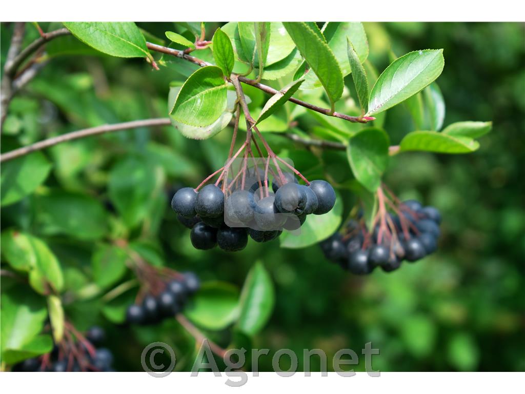Aronija Nero