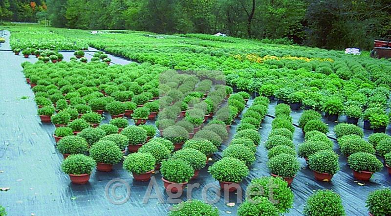 Agrotekstil 100 g/m² (3,30 m)