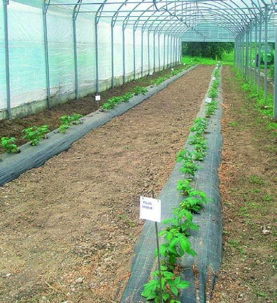 Agrotekstil 100 g/m² (5,25 m)