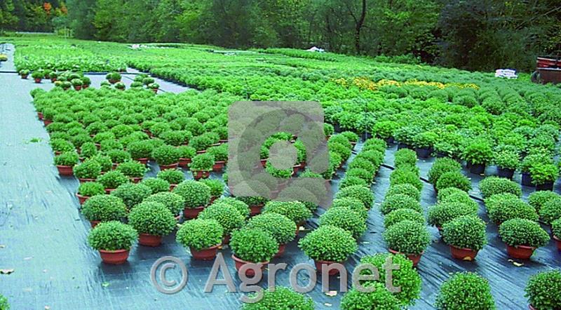 Agrotekstil 100 g/m² (1,25 m)