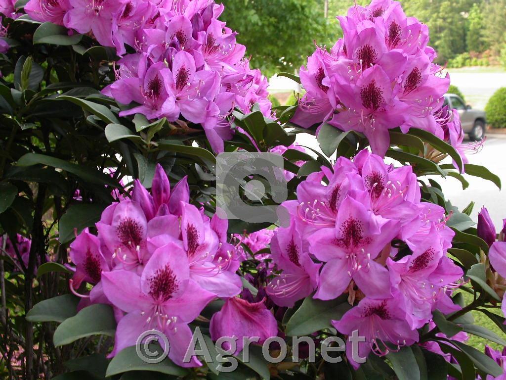 Gnojilo za rododendrone in azaleje 1kg