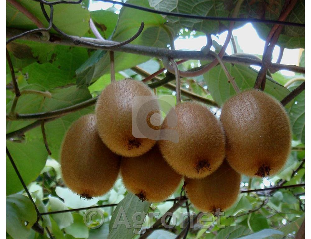 Flortis gnojilo za kivi - Actinidia 1 kg