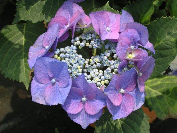 Flortis modrilo za hortenzije 1 kg