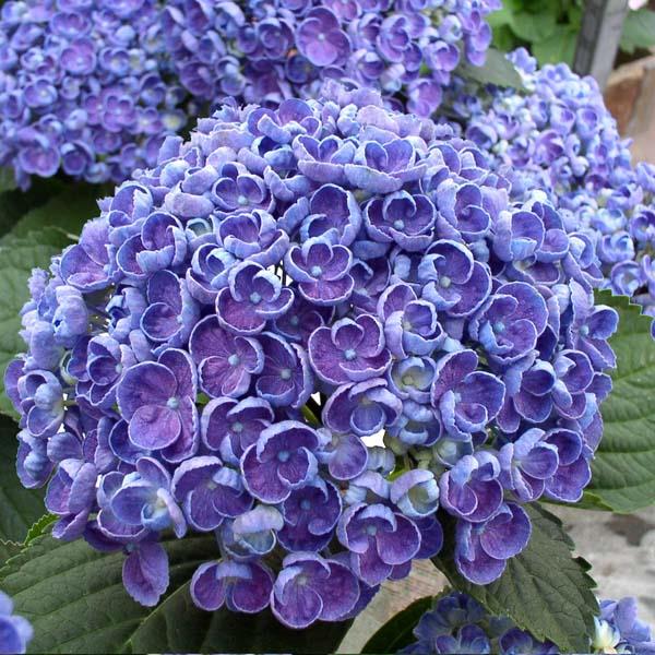 Flortis modrilo za hortenzije 1 kg