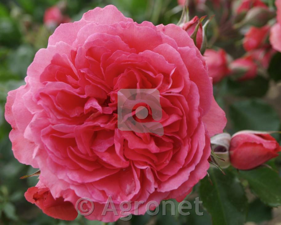 Stebelna vrtnica Rosarium Uetersen