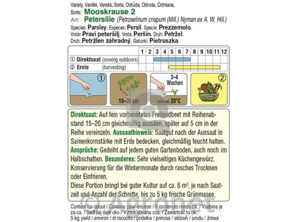 Kodrolistni peteršilj Moskrul 2