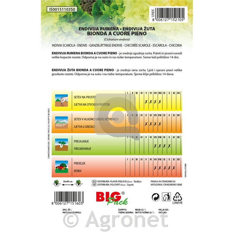 Endivija rumena – Bionda a cuore pieno 20g