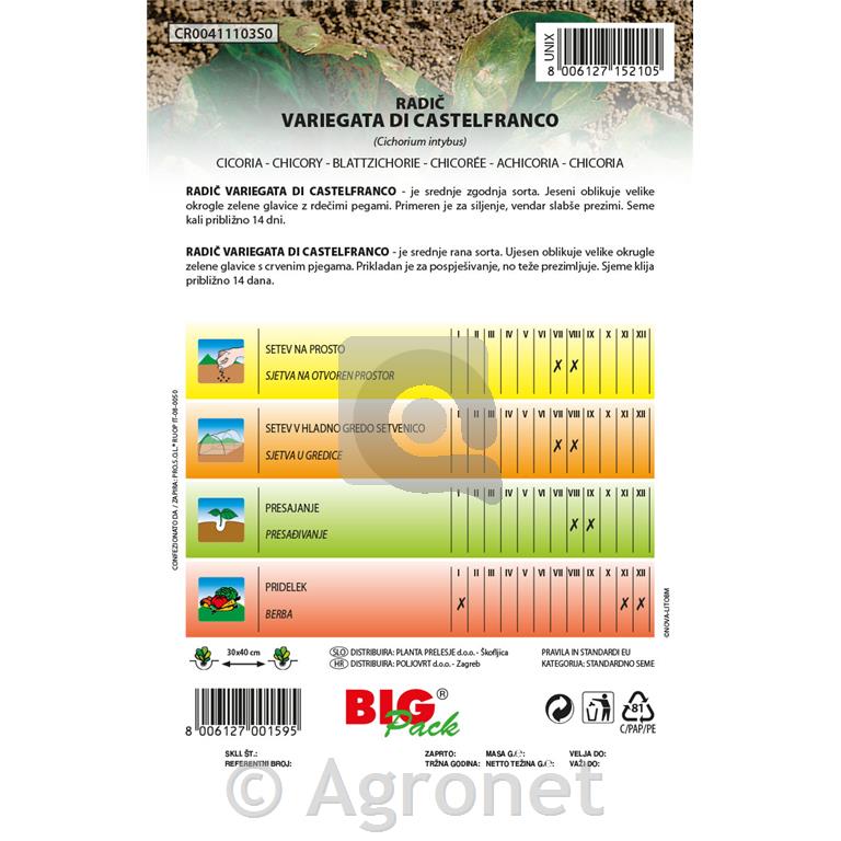 Radič Variegata di Castelfranco 20g