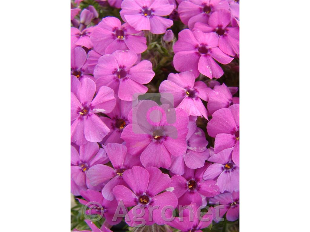 Plamenka Phlox douglasii 'Crackerjack'