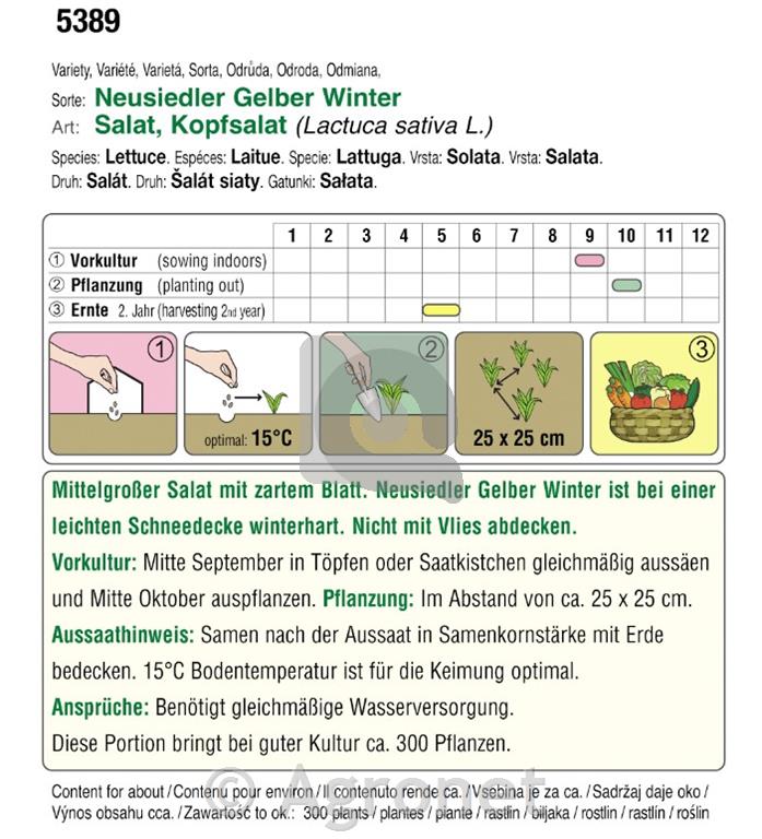 Solata zimska Neusiedler Gelber EKO