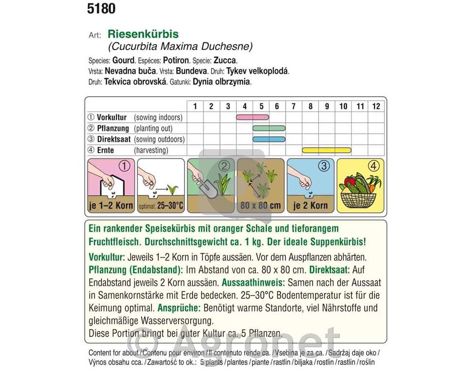 Jedilna buča Hokkaido Uchiki Kuri EKO