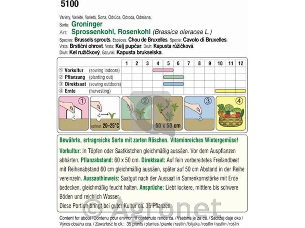Bio brstični ohrovt "Groninger"