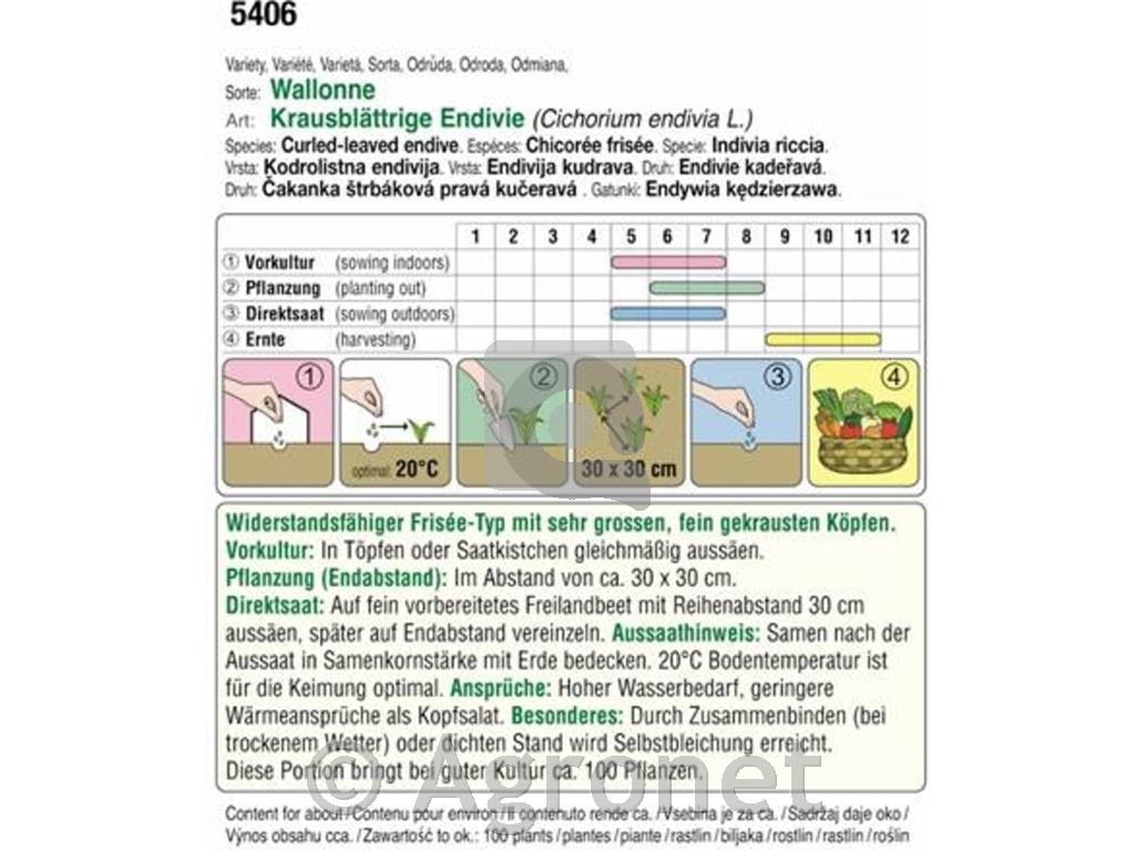 Endivija Wallone (Frisée) EKO