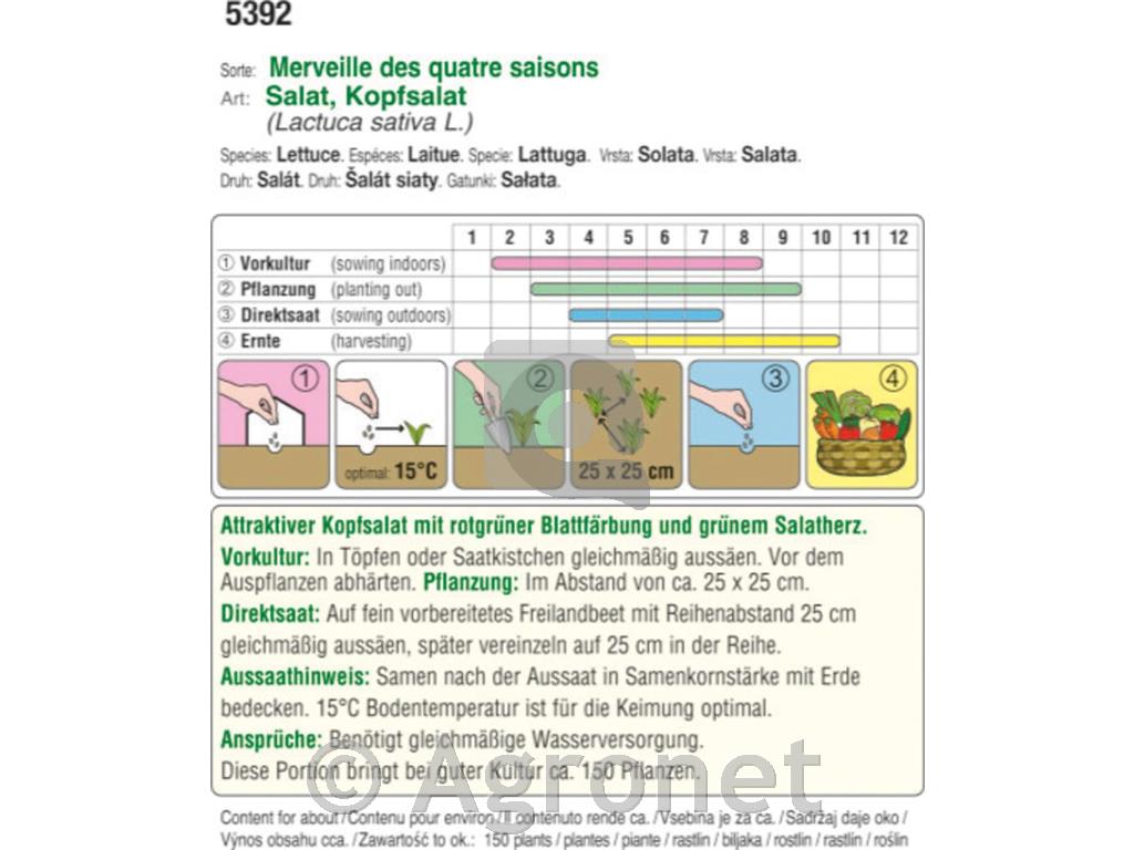 Glavnata solata Merveille des quatre saisons EKO