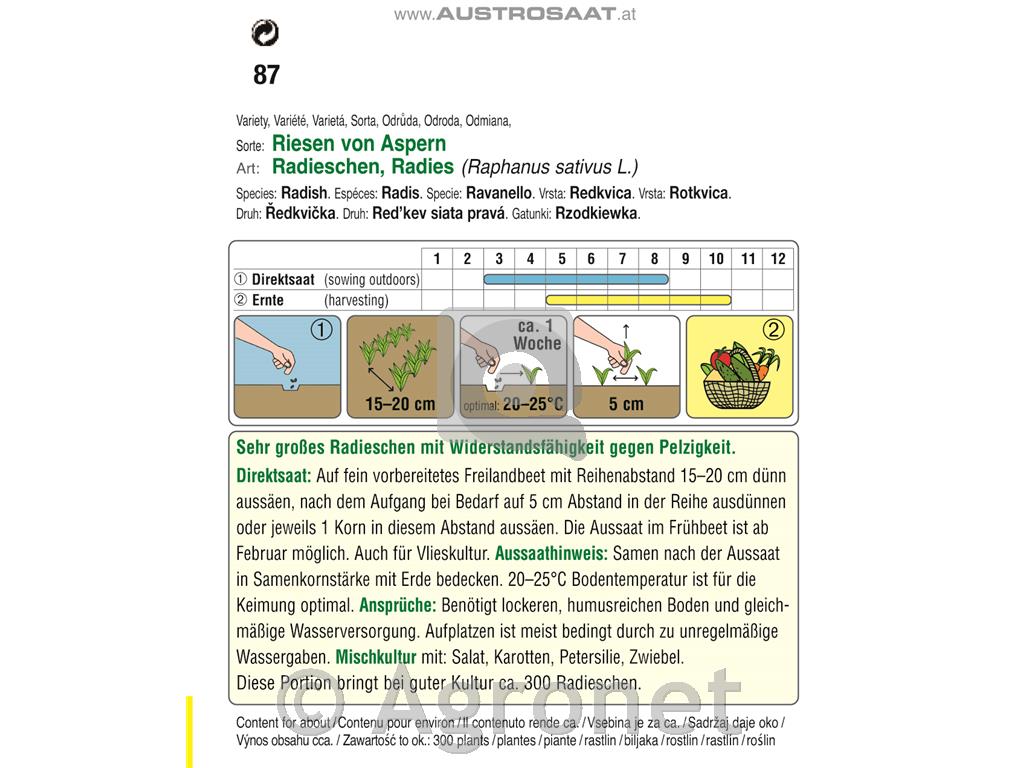 Redkvica Riesen von Aspern 10g