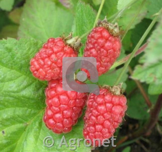 Tayberry