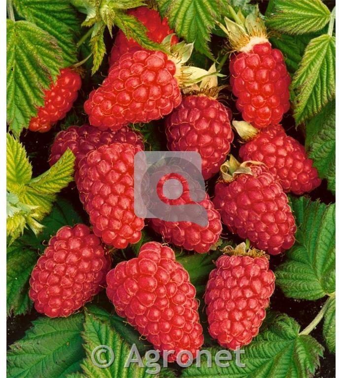 Tayberry