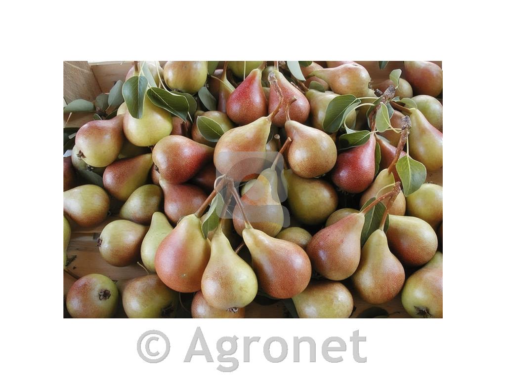 Hruška Carmen LONEC