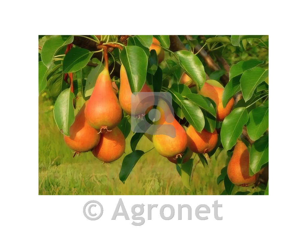 Hruška Carmen LONEC