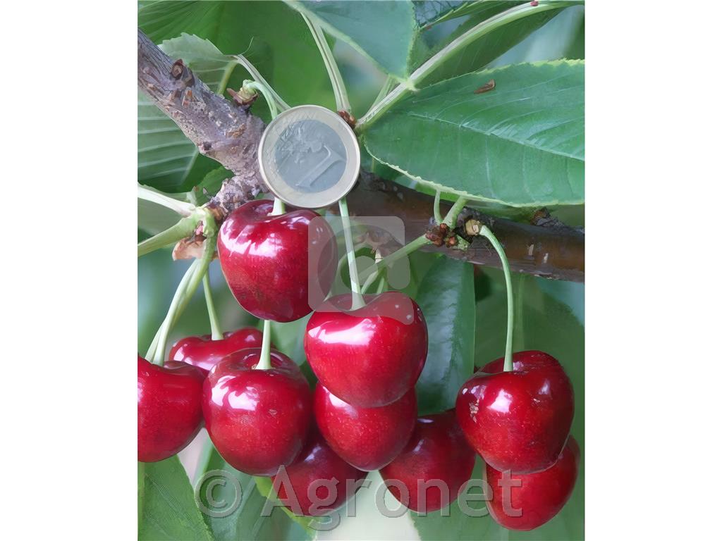 Češnja Kordia LONEC