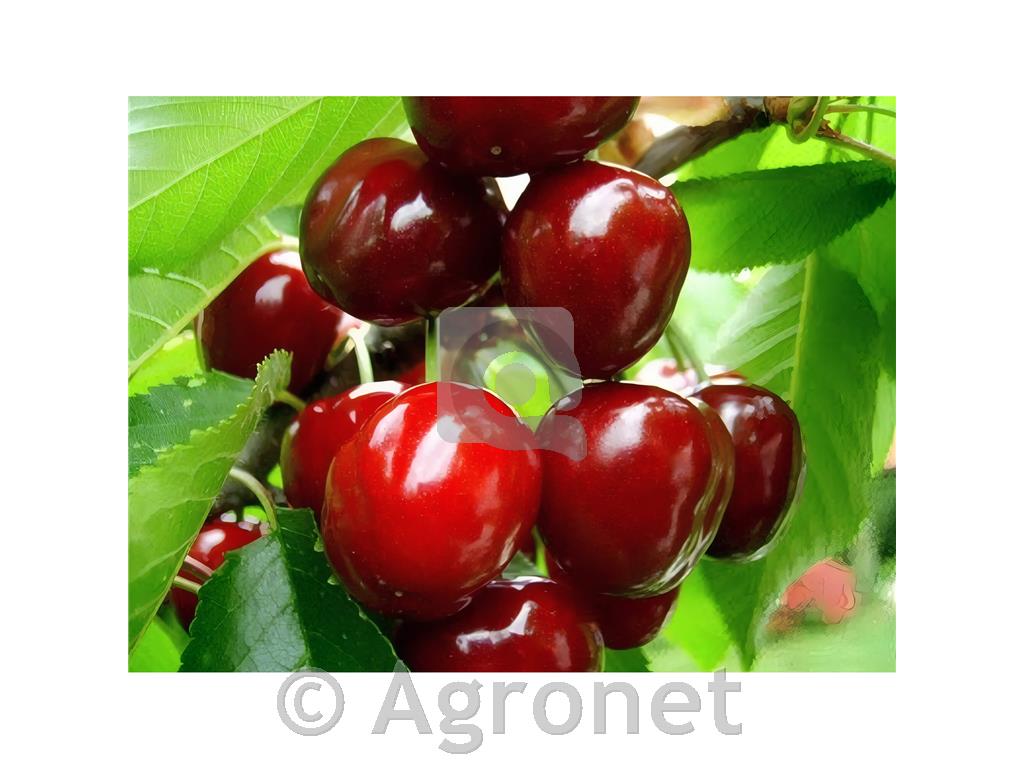 Češnja Kordia LONEC