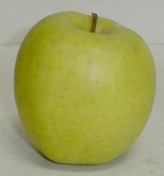 Jablana (Malus) Mutsu M9-novejša sorta jablane