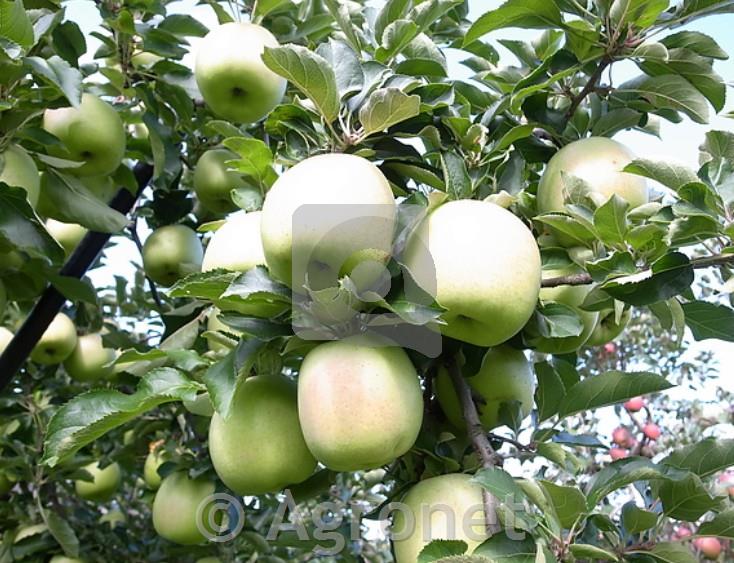 Jablana (Malus) Mutsu M9-novejša sorta jablane