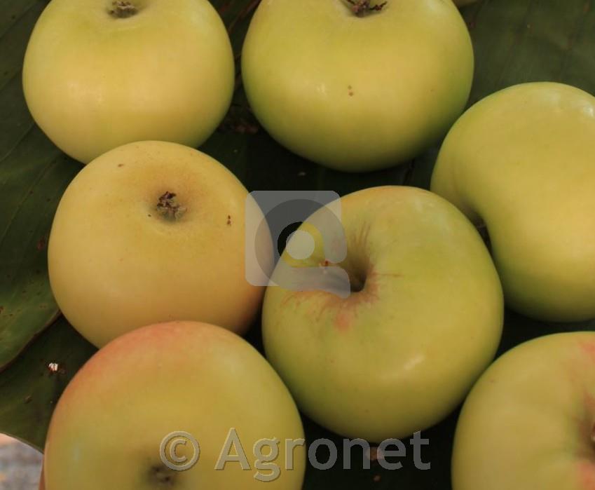 Jablana (Malus) Šampanjska reneta SEJ. - stara sorta jablane