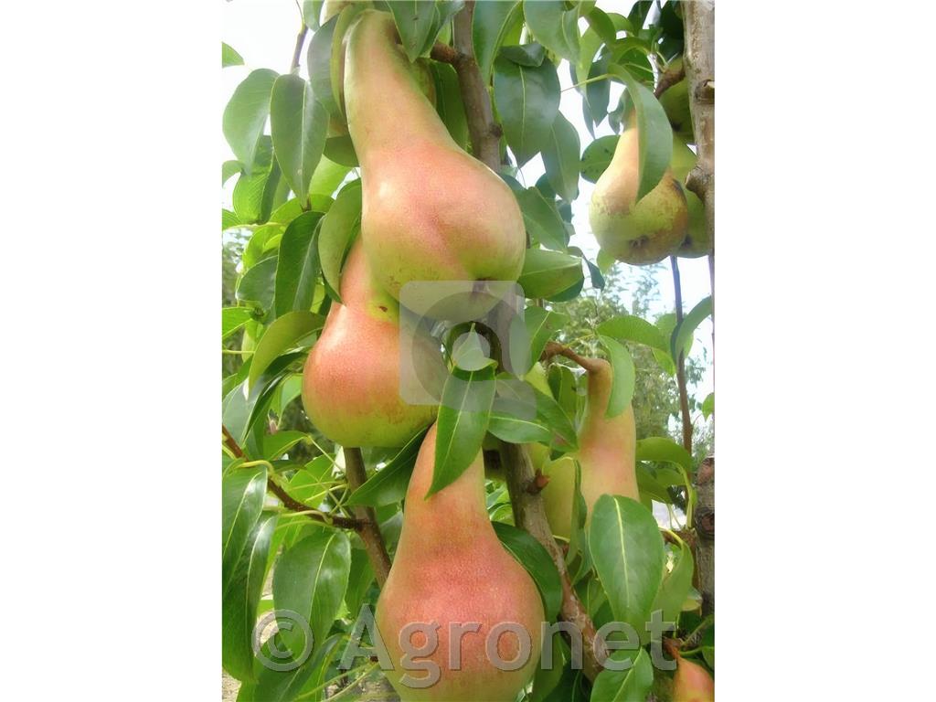 Hruška Abate fatel KUTINA MA