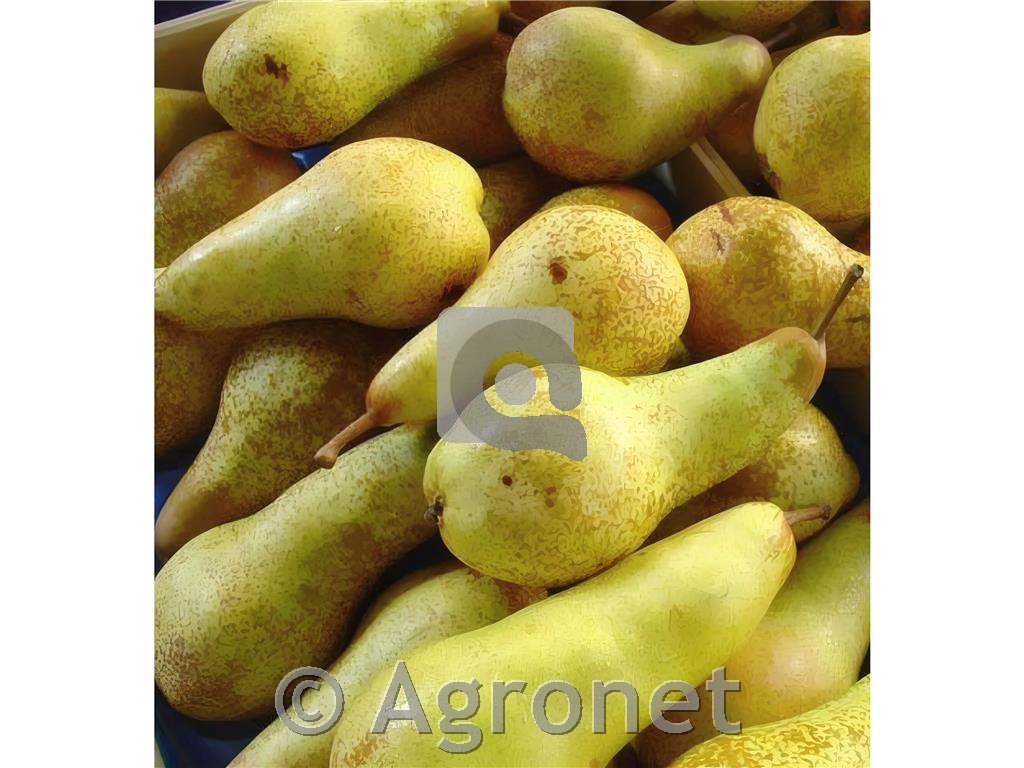 Hruška Abate fatel KUTINA MA