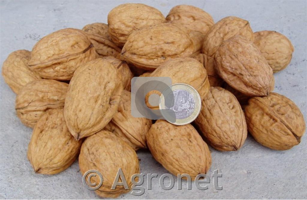 Oreh (Juglans regia) Franquette - podlaga OREHOV SEJANEC