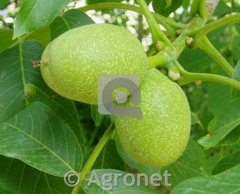 Oreh (Juglans regia) Franquette - podlaga OREHOV SEJANEC
