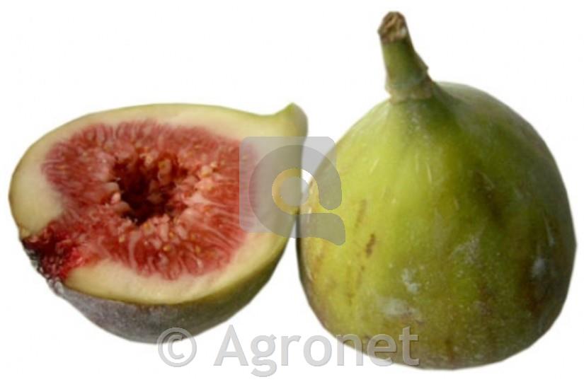 Figa Dottato