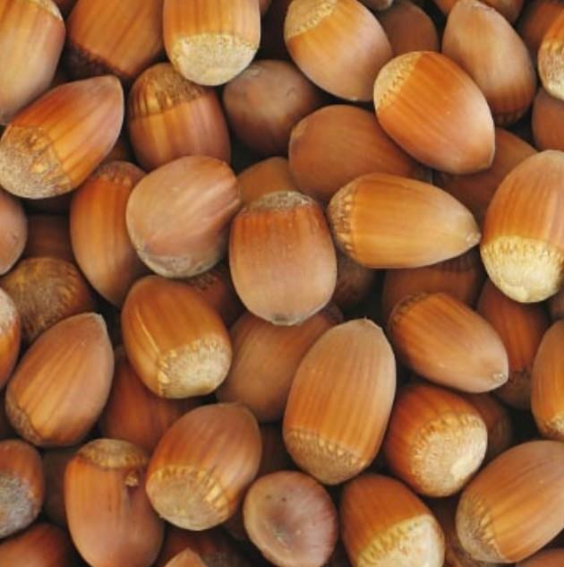Leska Istrska debeloplodna