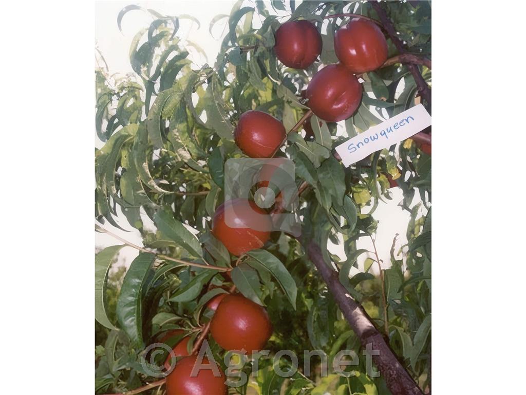 Nektarina Snow Queen GF 677