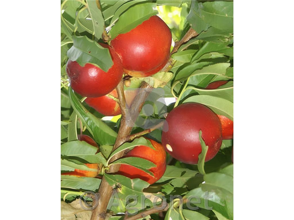 Nektarina Snow Queen GF 677