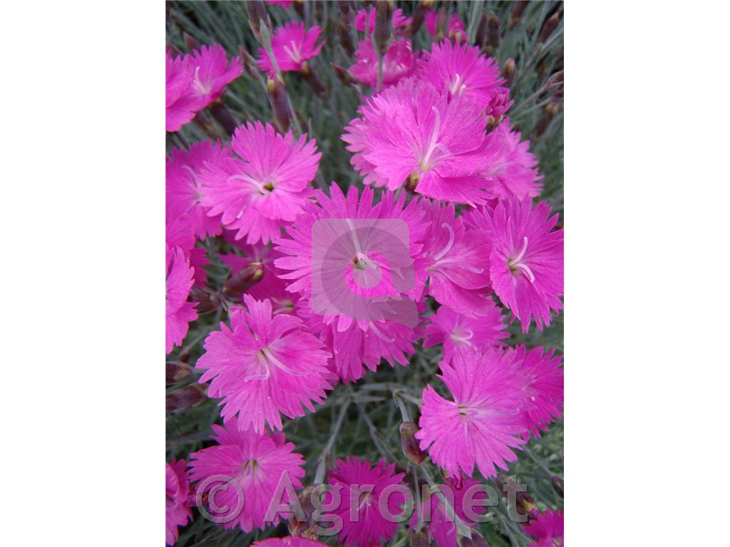 Binkoštni nagelj Dianthus gratianopolitanus 'Rubin'