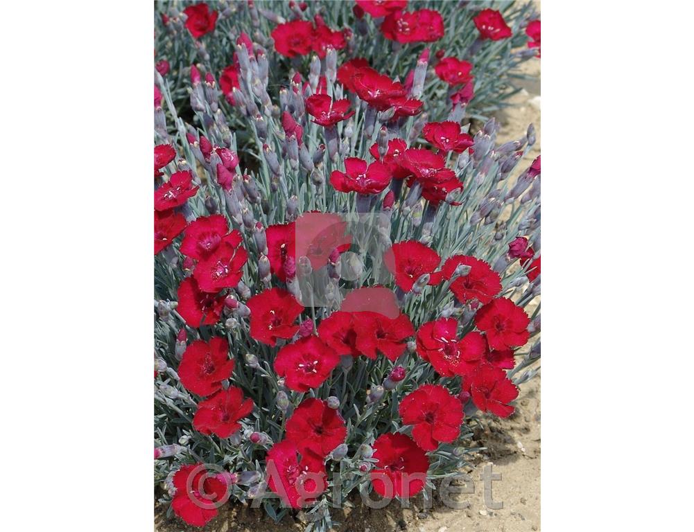 Binkoštni nagelj Dianthus gratianopolitanus 'Rubin'