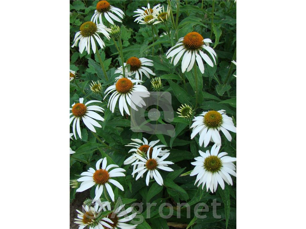 Ameriški slamnik Echinacea purpurea 'Magnus'
