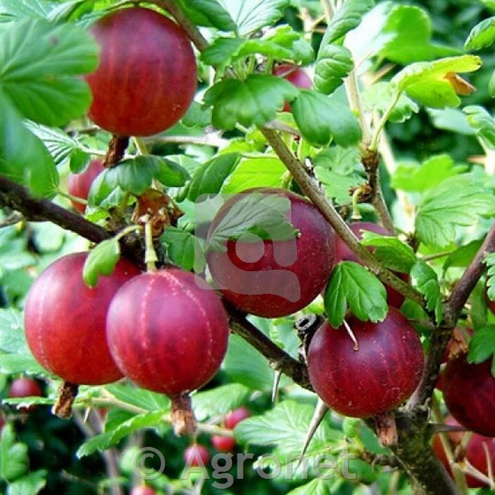 Kosmulja Hinnonmaki Red