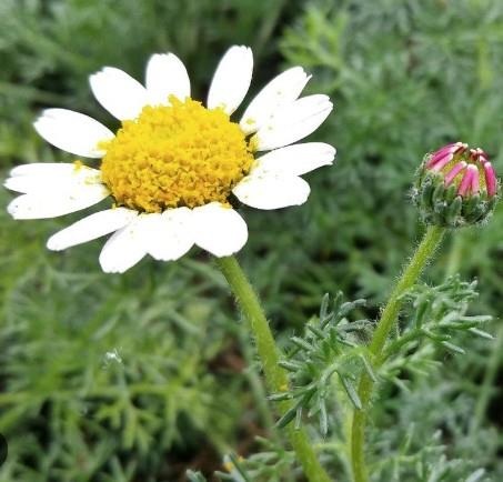 Maroška bertramka Anacyclus pyrethrum