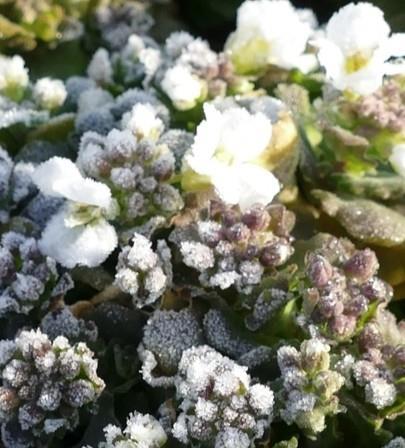 Kavkaški repnjak 'Little Treasure White'