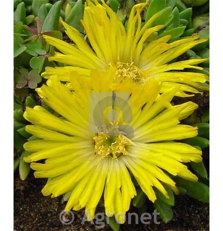 Delosperma congestum